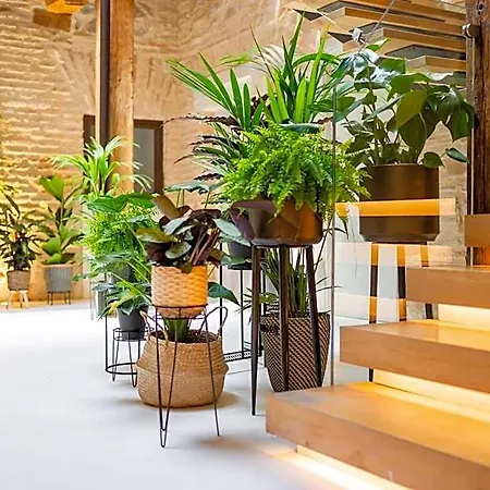 Dobo Azacanes Otel Toledo